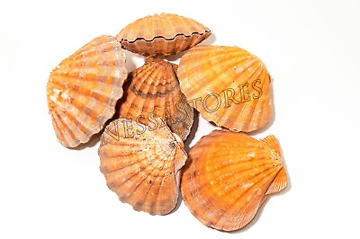 #ad Orange Lion Paw Scallop Nautical Dish Sea Shell 5quot; 5 1 2quot; 6 Pair #JC 028 $61.25