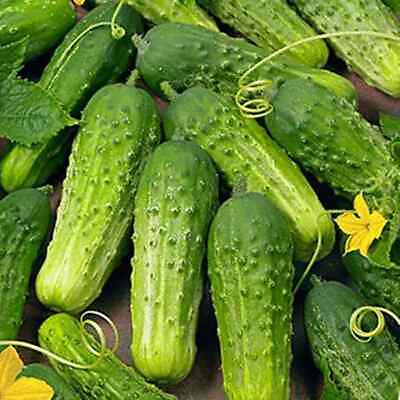#ad Boston Pickling Cucumber Seeds Non GMO Free Shipping Seed Store 1061 $1.99